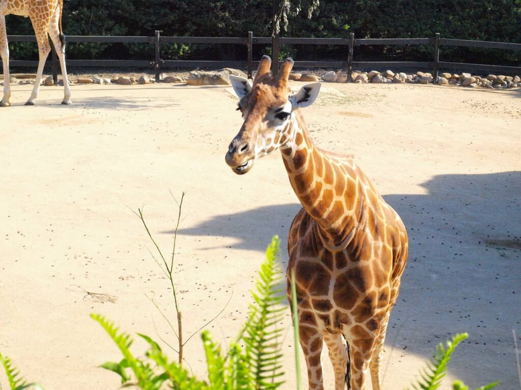 Taronga Zoo