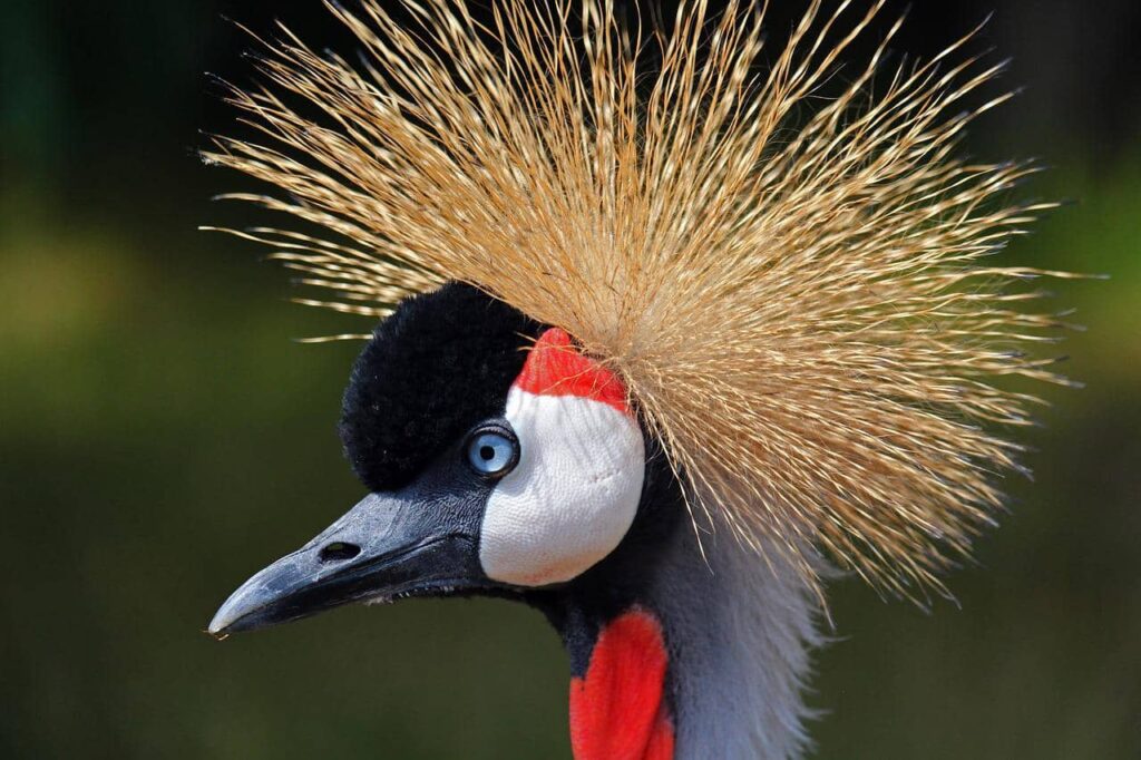 Sao Paulo Zoo