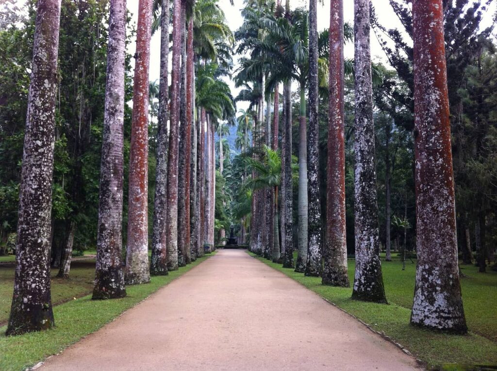 Rio de Janeiro Botanical Garden